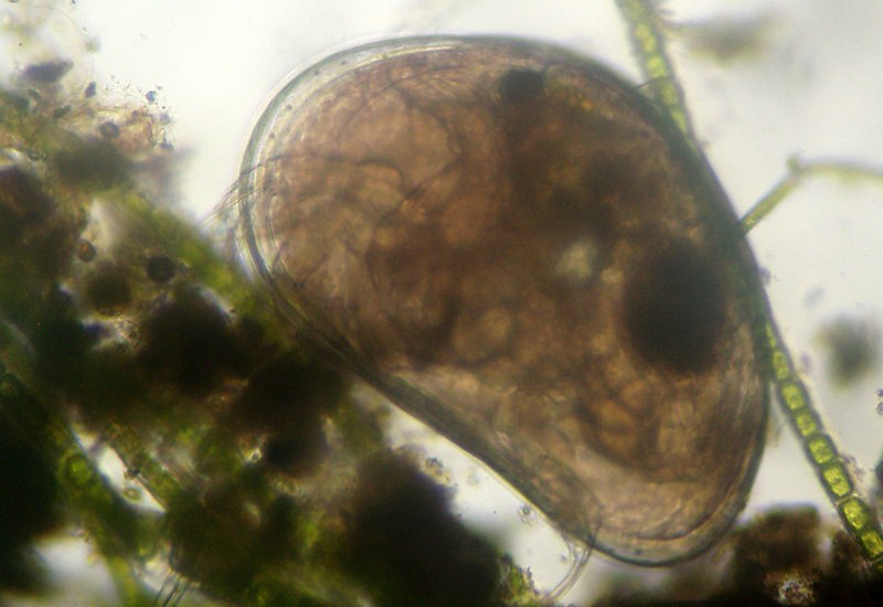 Ostracodi poco seri